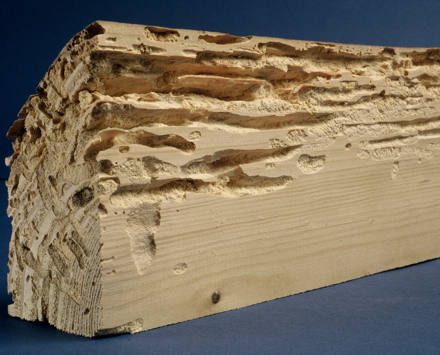 Bois structurel fragilisé