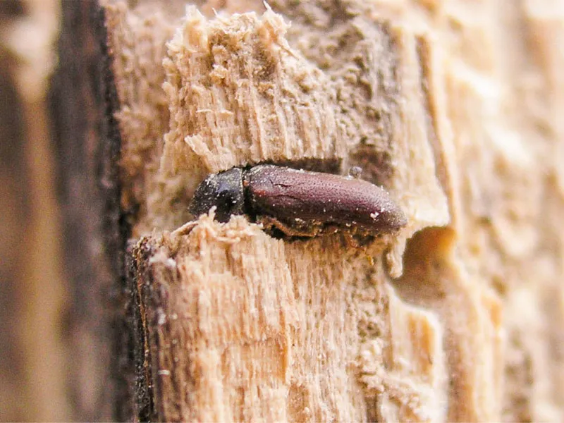 Vermoulure abondante