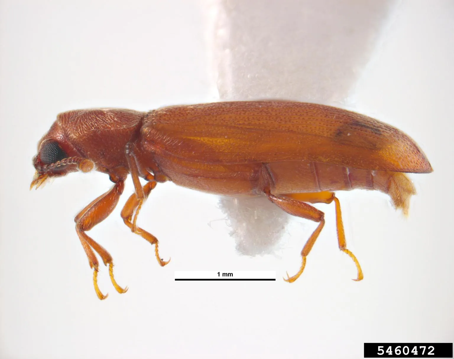 Infestation de lyctus sur parquet en chêne